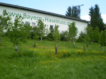 Bayern-Haselnuss-Gebäude-Bäume